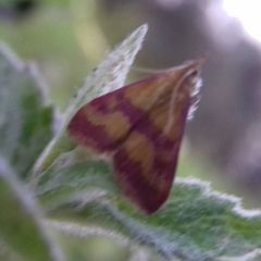 Pyrausta sanguinalis