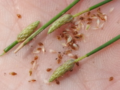 Eleocharis atropurpurea