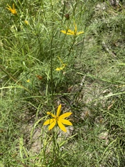 Coreopsis delphiniifolia