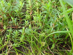 Eleocharis atropurpurea