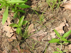 Eleocharis atropurpurea