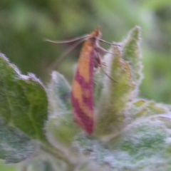 Pyrausta sanguinalis