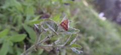 Pyrausta sanguinalis