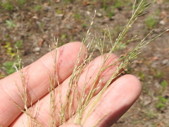 Eragrostis curtipedicellata