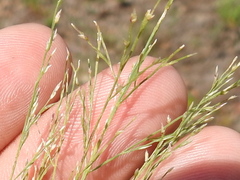 Eragrostis curtipedicellata