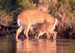 Odocoileus virginianus