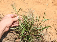 Eragrostis curtipedicellata