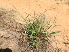 Eragrostis curtipedicellata