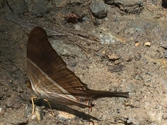 Marpesia chiron chironides