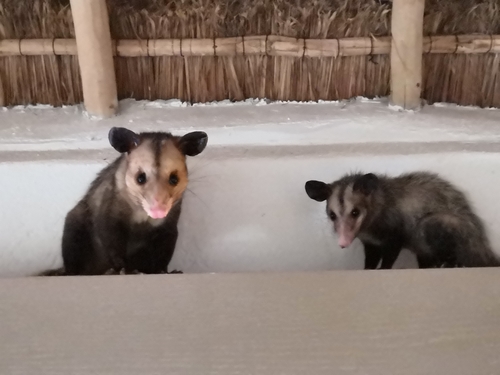 Southern Opossum, photo 4 of 8