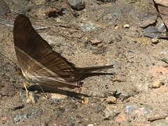 Marpesia chiron chironides