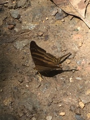 Marpesia chiron chironides