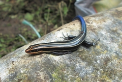 Plestiodon sumichrasti