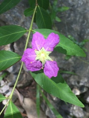 Oenothera rosea