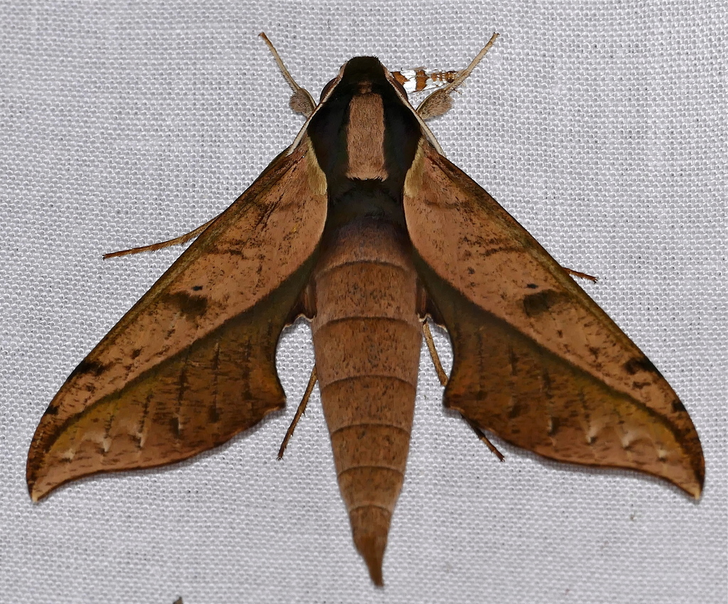 Xylophanes epaphus