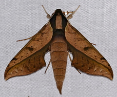 Xylophanes epaphus