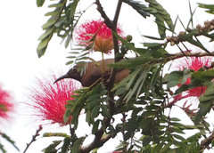 Myzomela obscura