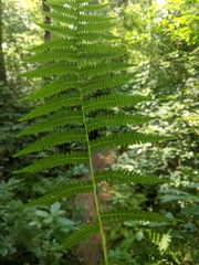 Coryphopteris simulata