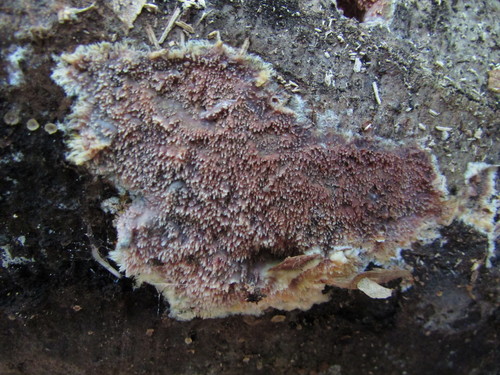 Representative image of Mycoacia