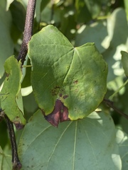 Passalora cercidicola