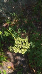 Angelica venenosa