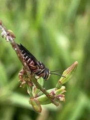Coelioxys slossoni slossoni