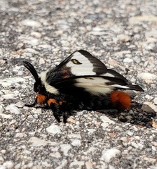 Hemileuca nevadensis