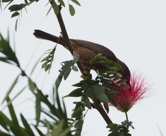 Myzomela obscura