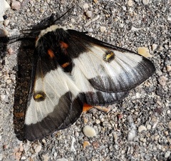 Hemileuca nevadensis