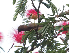 Myzomela obscura