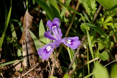 Iris cristata