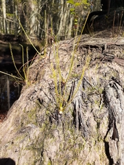 Drosera filiformis