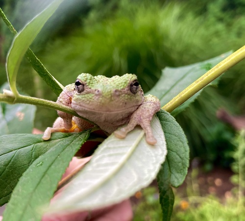 Gray Treefrog photographed in Connecticut
