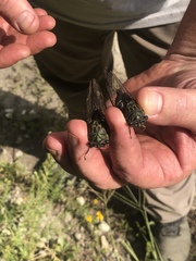 Neotibicen latifasciatus