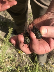 Neotibicen latifasciatus