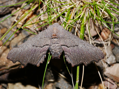 Amphiclasta lygaea