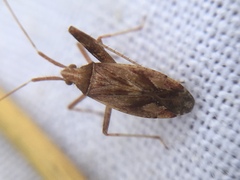 Phytocoris varipes