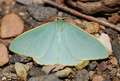 Chlorocoma assimilis