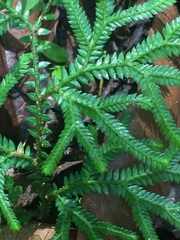 Selaginella