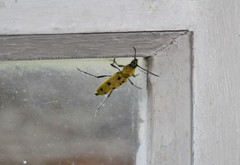 Chlorophorus glabromaculatus