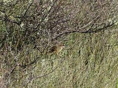 Poodytes punctatus vealeae