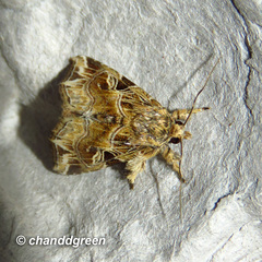 Callopistria flavitincta