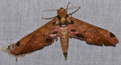Adhemarius roessleri