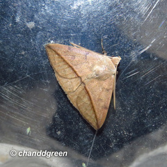 Ugia purpurea