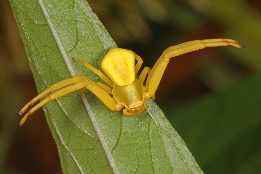 Whitebanded Crab Spider from 14050 Dawson Beach Rd, Woodbridge, VA