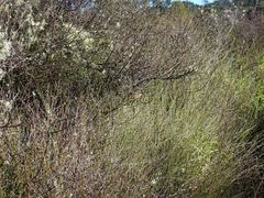 Poodytes punctatus vealeae