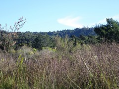 Poodytes punctatus vealeae