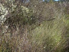 Poodytes punctatus vealeae