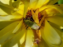 Adelphocoris quadripunctatus