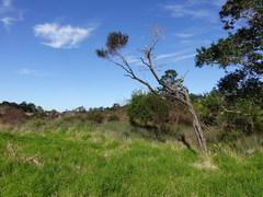 Poodytes punctatus vealeae